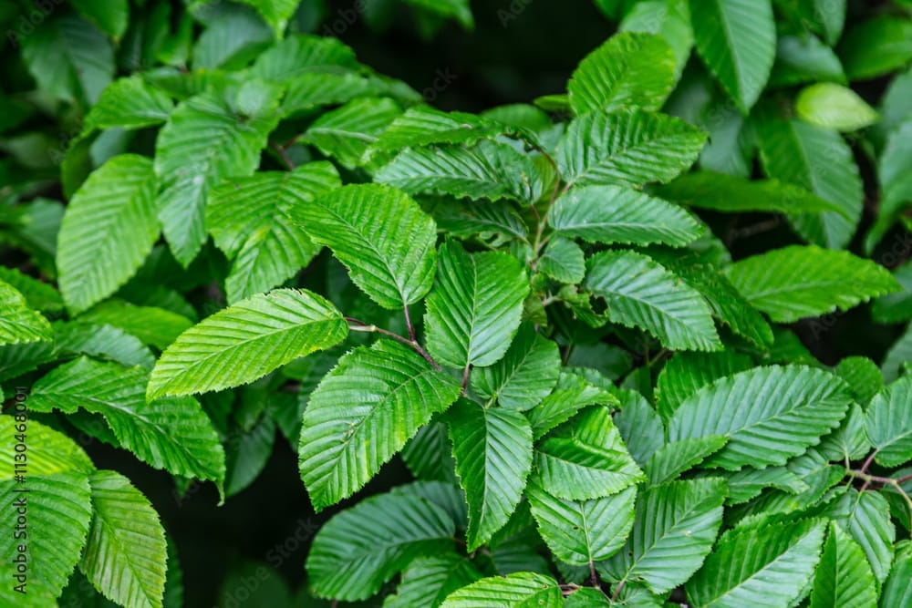 Cette haie naturelle qui pousse vite, résiste aux tempêtes et ne demande presque pas d&rsquo;entretien