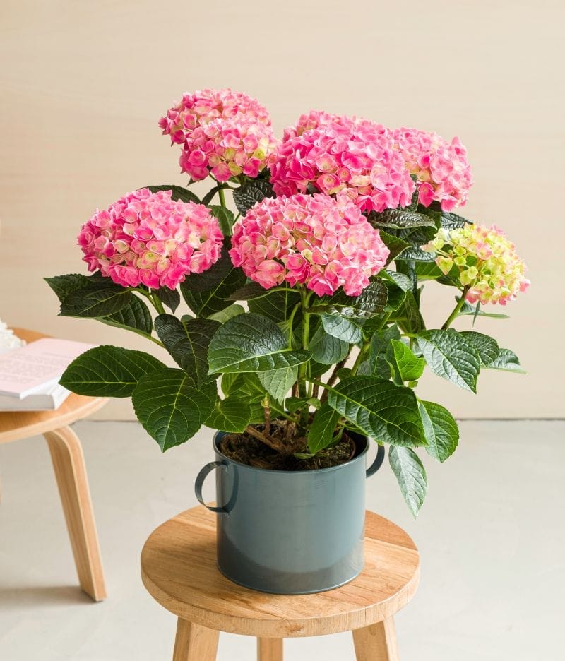 Hortensia rose