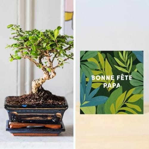 Bonsai fete des peres