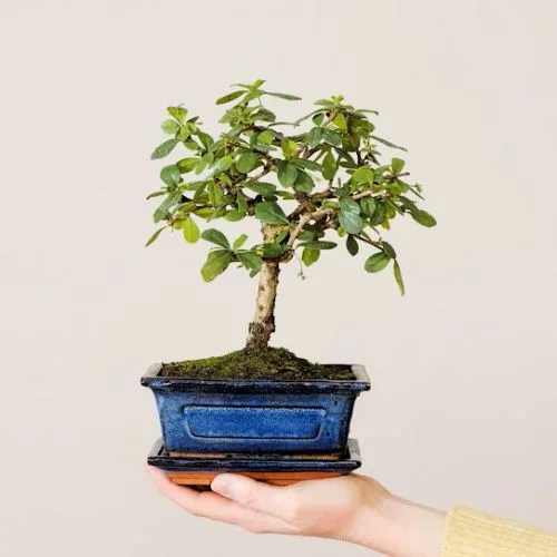 bonsai