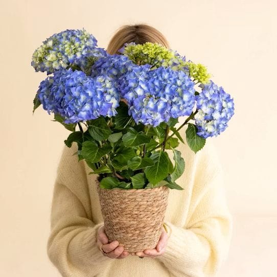 Hortensia de couleur bleue