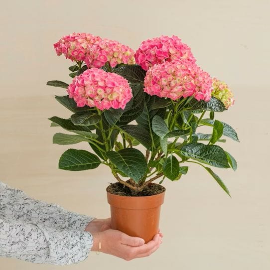 Hortensia rose
