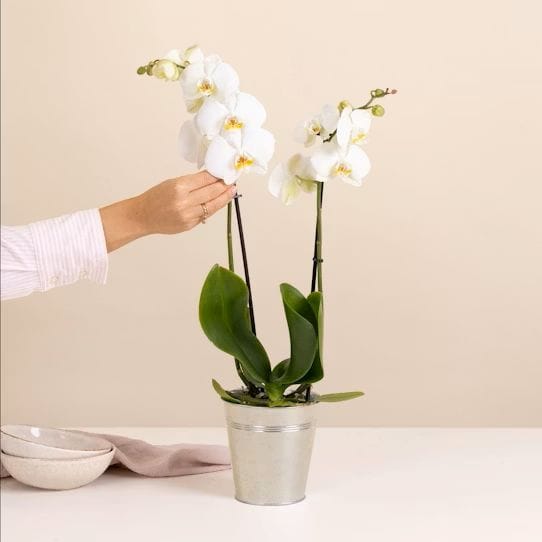 Orchidée blanche