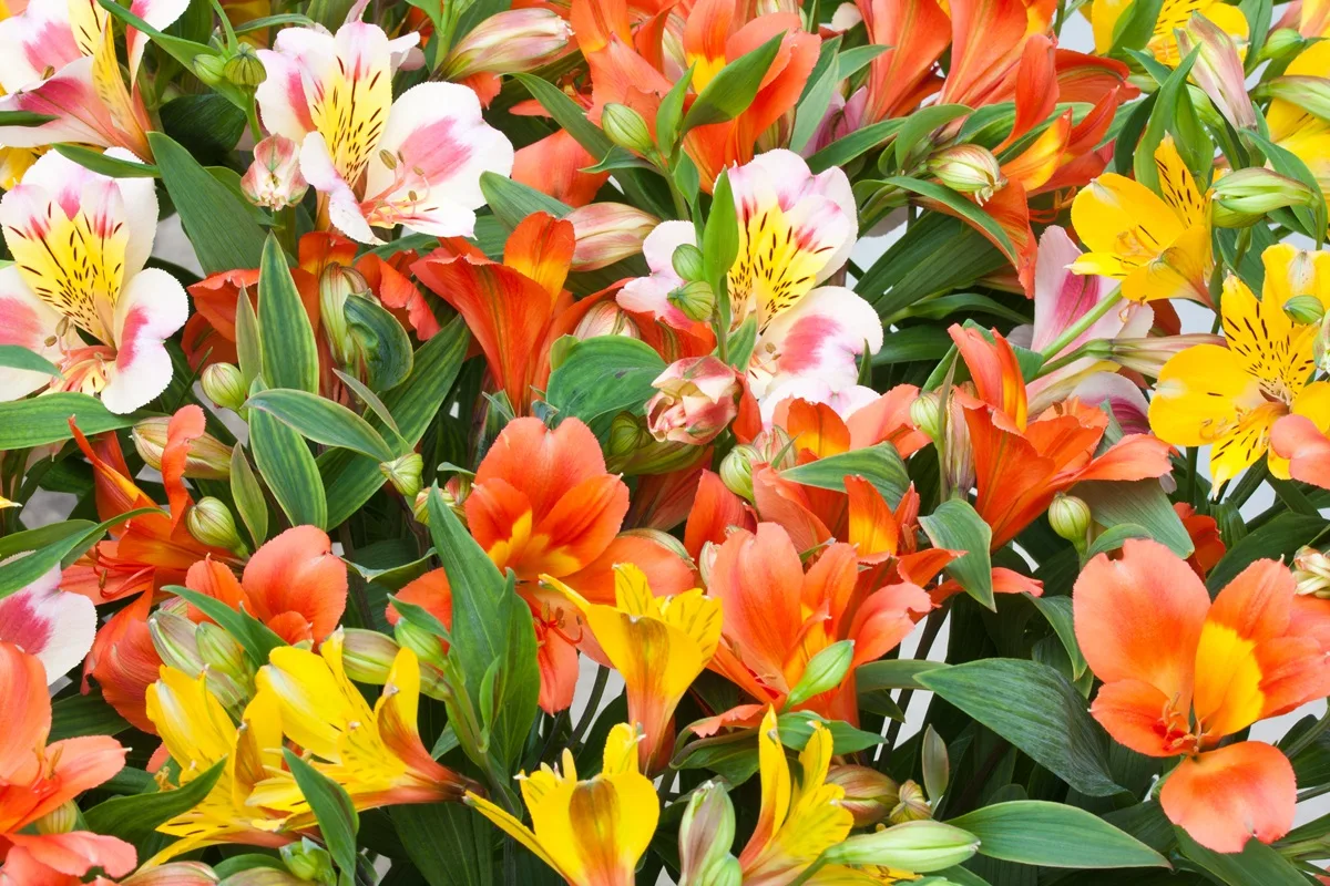 Différentes couleurs d'alstroemeria : orange, jaune, rose et blanc