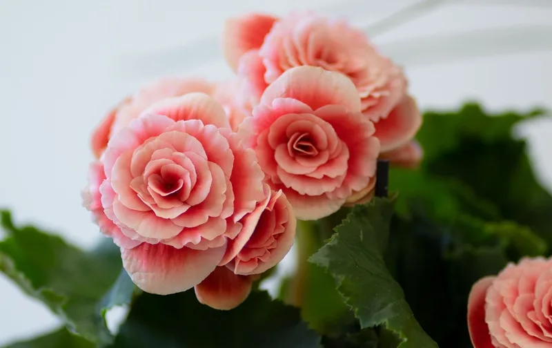 Bégonia, une fleur qui pousse à l'ombre