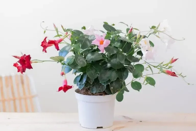 Dipladenia de différentes couleurs dans un pot