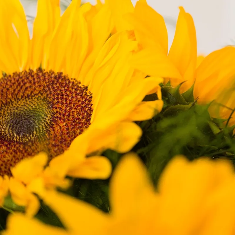 Fleurs de tournesols en gros plan