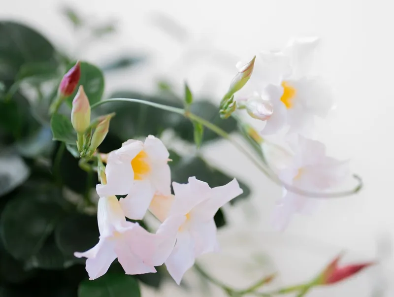Fleurs de dipladenia blanc