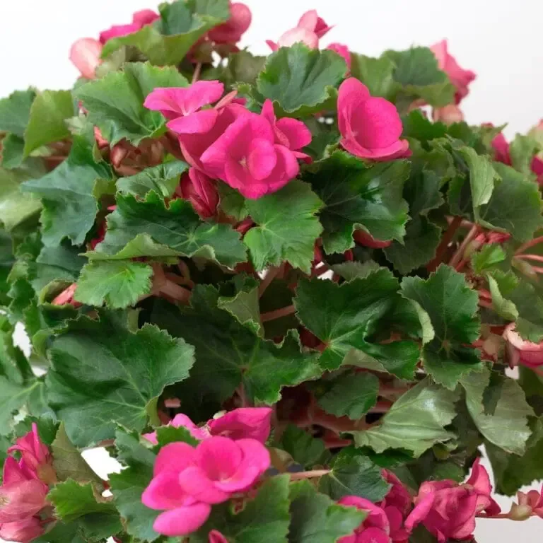 Fleur d'ombre qui fleurit tout l'été