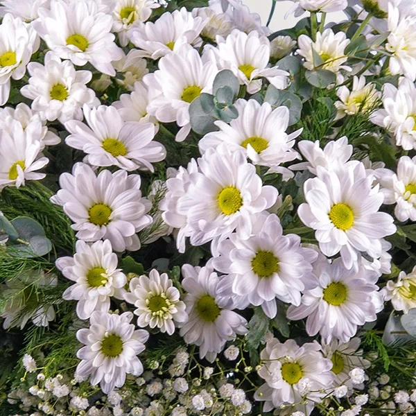 Marguerites, fleurs des champs blanches