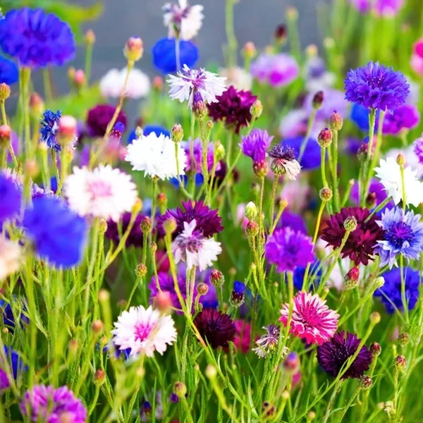 Bleuet, fleur des champs bleue