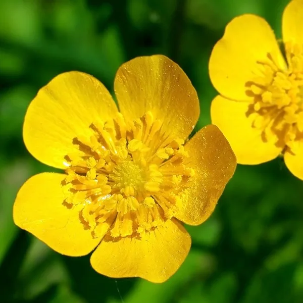 Bouton d'or, fleur des champs jaune