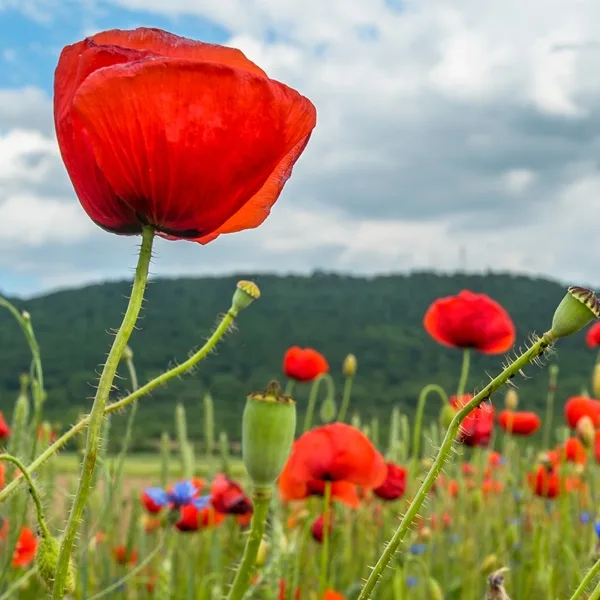 Champ de coquelicot, fleurs des champs rouges