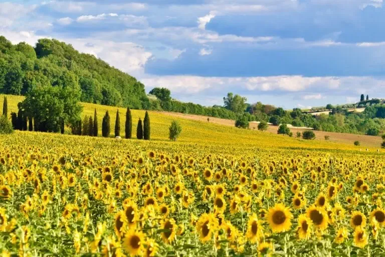 Champ de tournesols en pleine saison de floraison