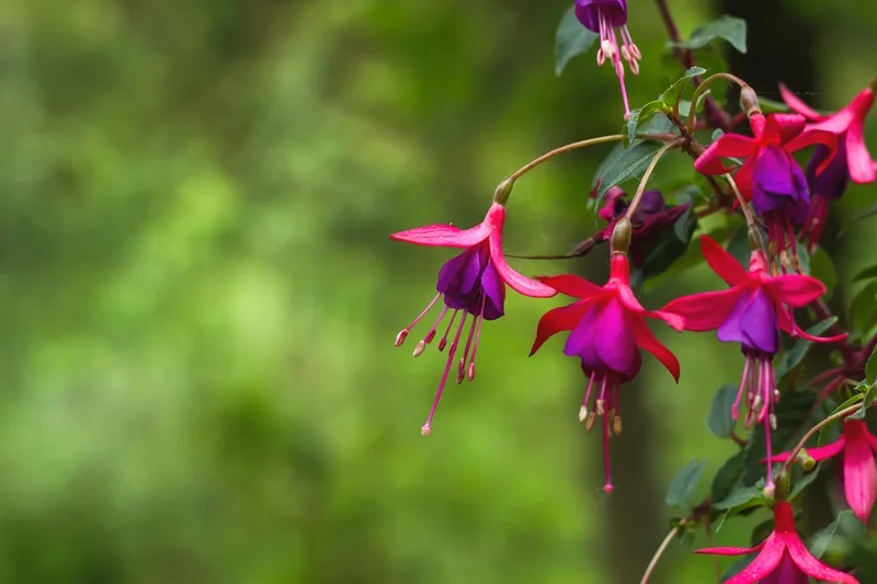 Fuchsia, une fleur d'ombre