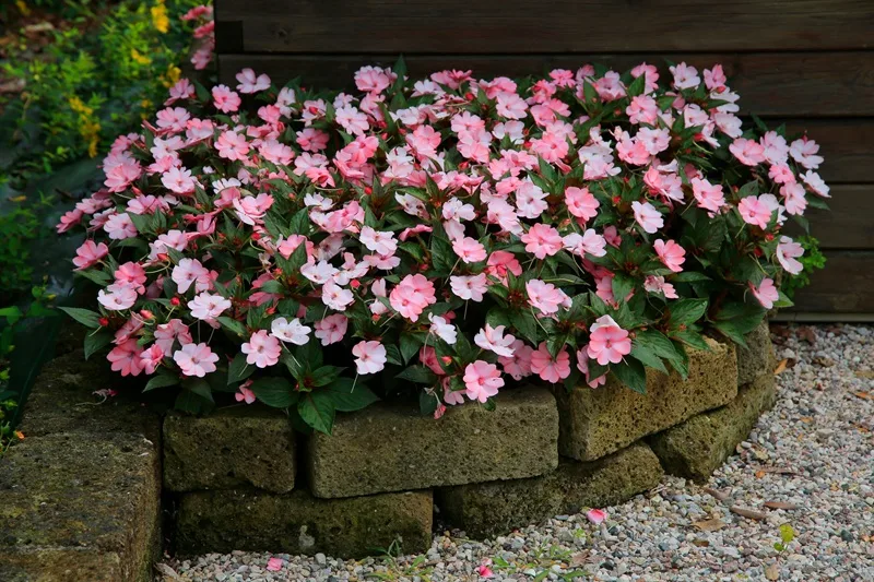 Impatiens de Nouvelle Guinée, fleur d'été pour l'ombre