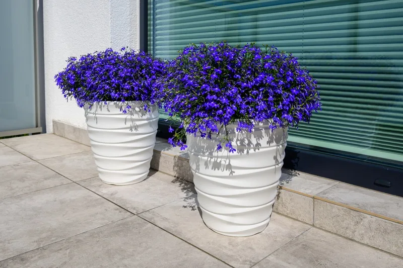 Lobelia en pot, des fleurs d'ombre idéales en jardinière