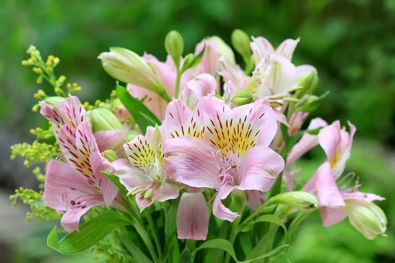 Lys des Incas rose