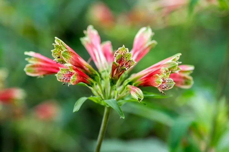 Fleur de lys des Incas en gros plan