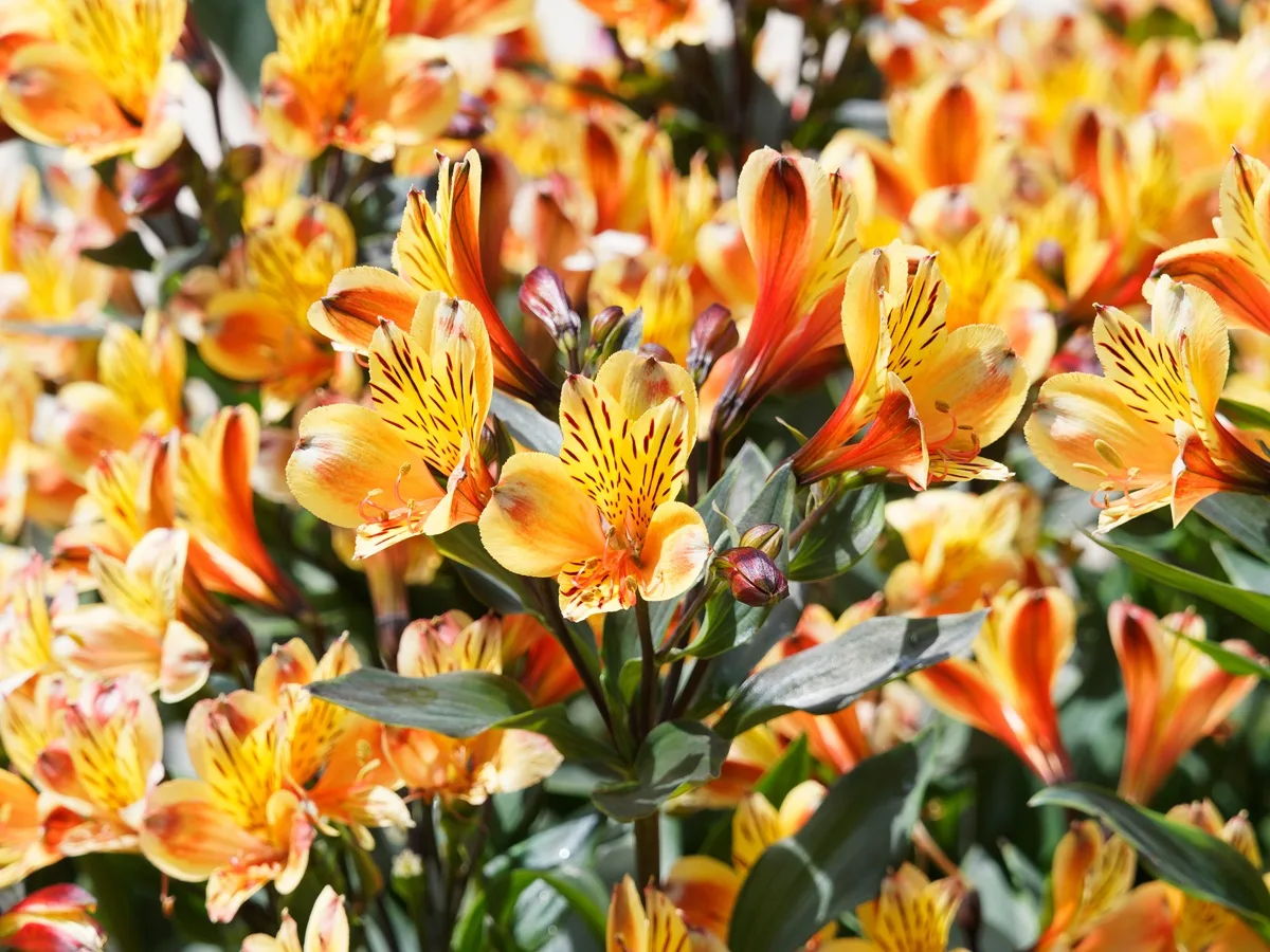 Lys des Incas orange