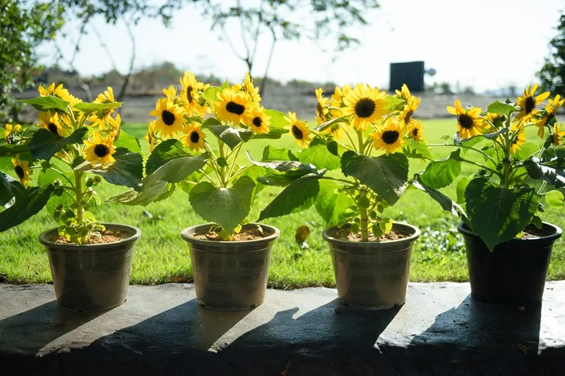 Tournesols en pot exposés au soleil