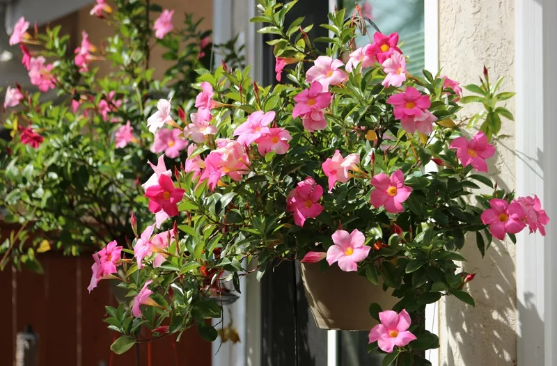 Dipladenias roses en pot suspendus sur une terrasse