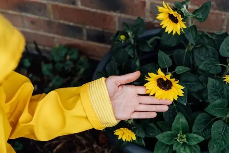 Tournesols plantés en jardinière