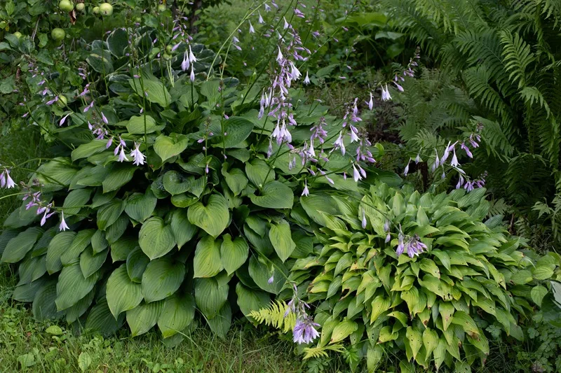 Hosta, plante vivace d'ombre qui fleurit en été