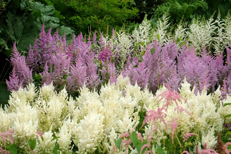Astilbe : une fleur à planter à l'ombre