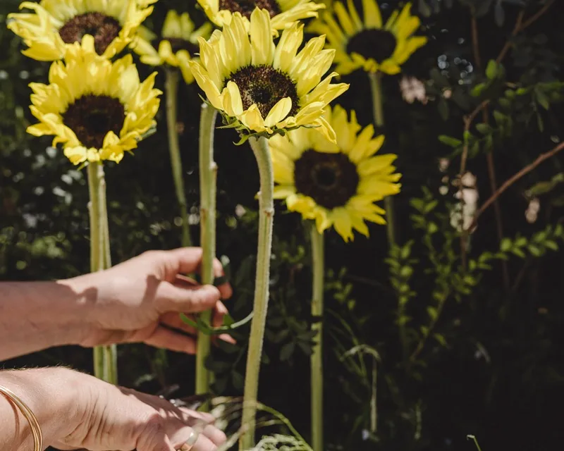 Tournesols dans un jardin