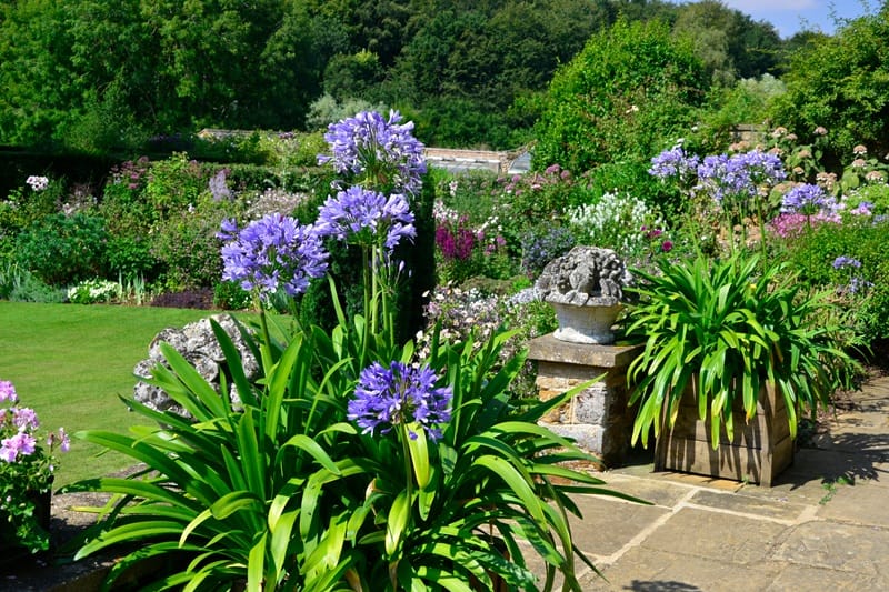 Agapanthes en pot sur une terrasse