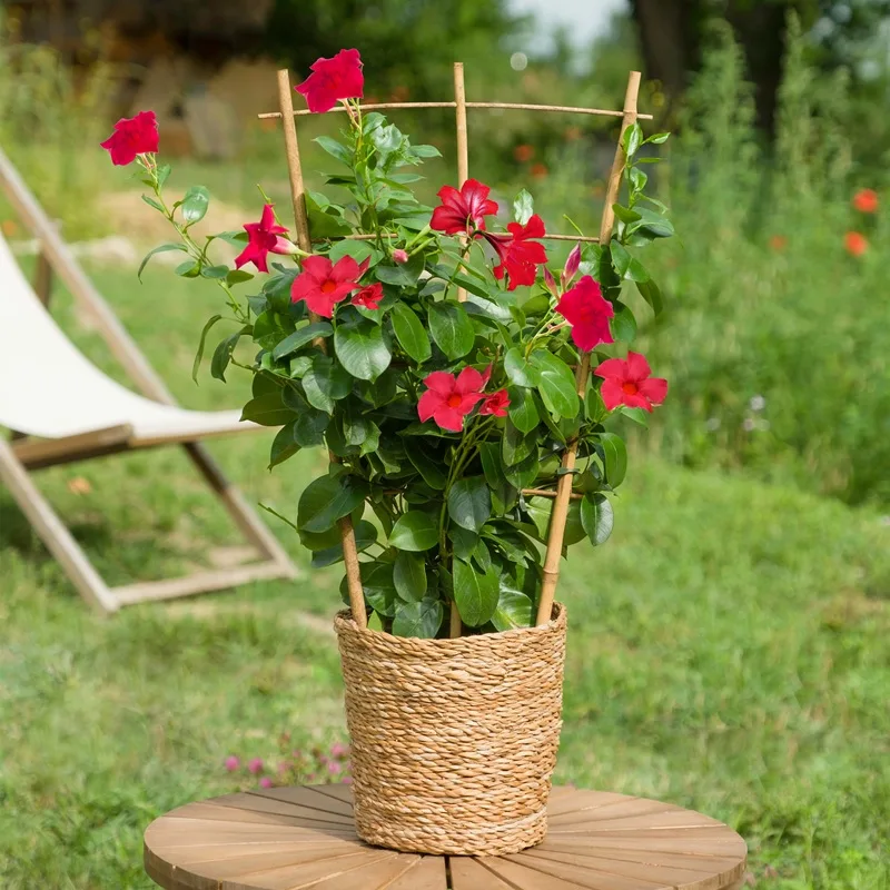Dipladenia en pot sur une petite table dans un jardin