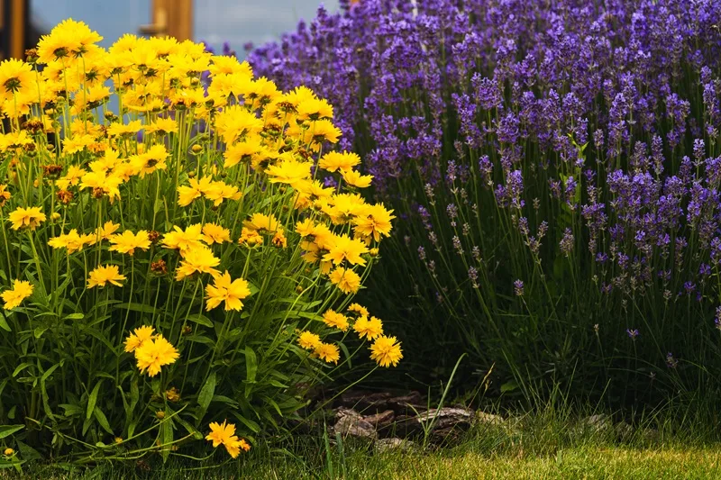 Coreopsis jaune et lavande violette dans un jardin