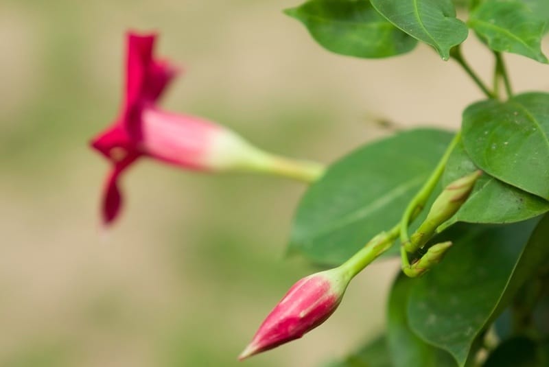 Fleurs et feuilles de dipladenia