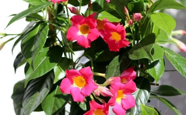 Dipladenia rose bien taillé