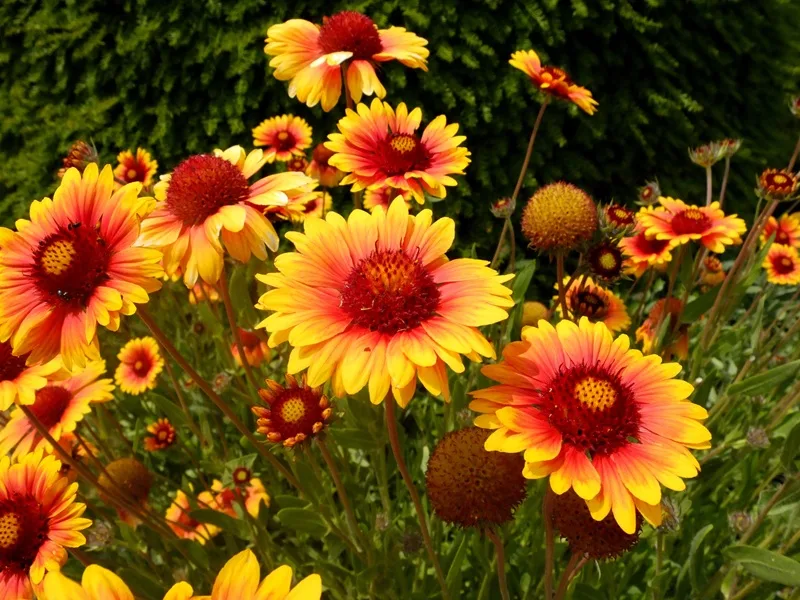 Gaillardes à grosses fleurs en gros plan