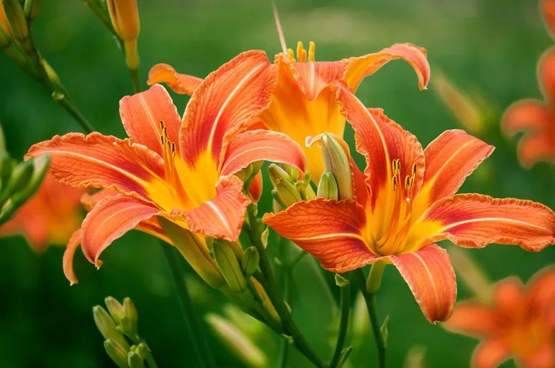 Hemerocallis : floraison estivale