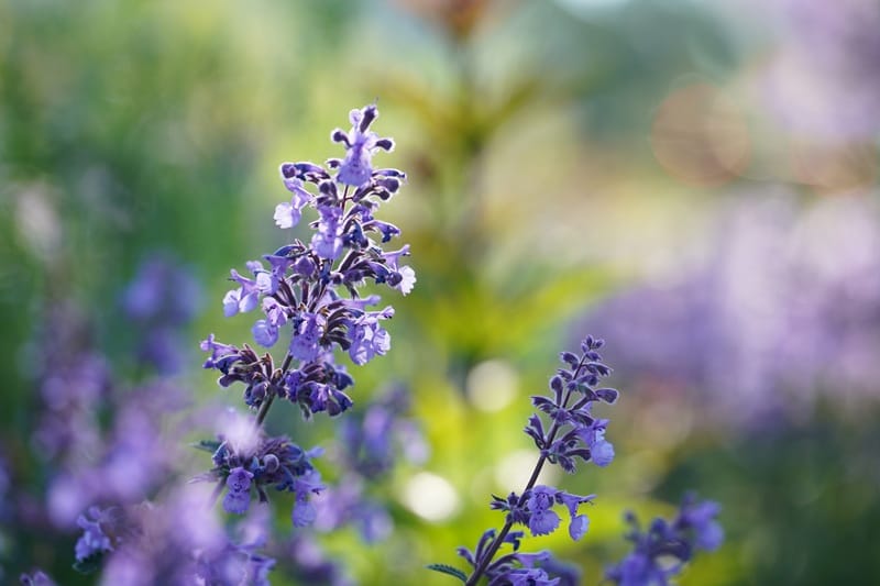Fleurs de Nepeta Cataria en gros plan
