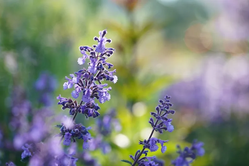 Fleurs de Nepeta Cataria en gros plan