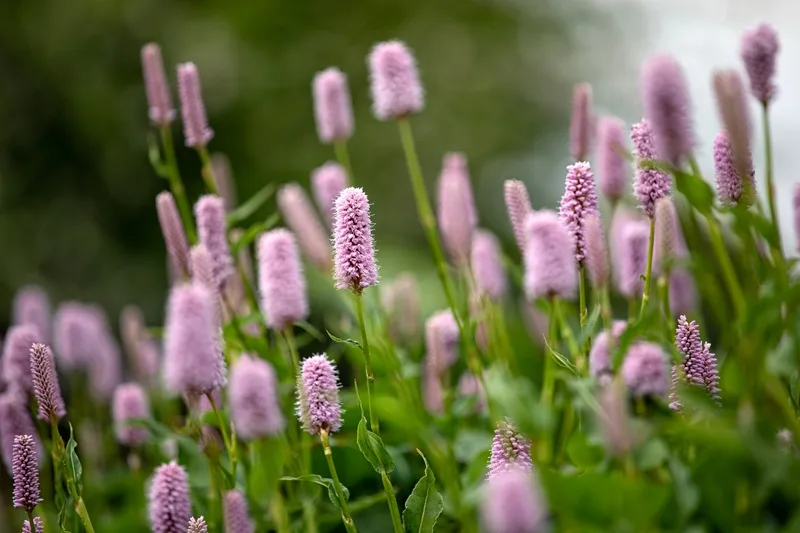Persicaria Runcinata : fleurs d'été