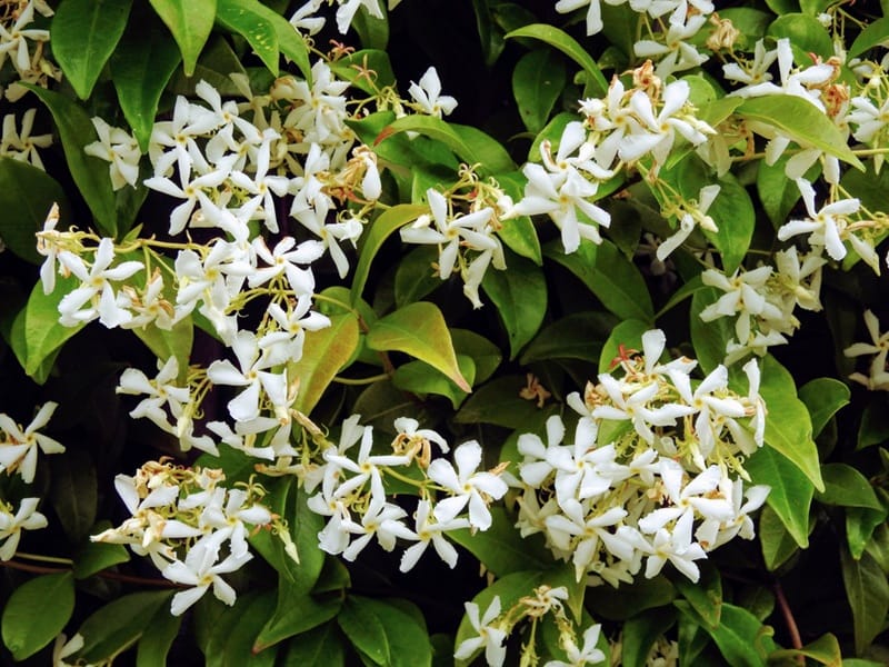 Jasmin : plante grimpante fleurie blanche