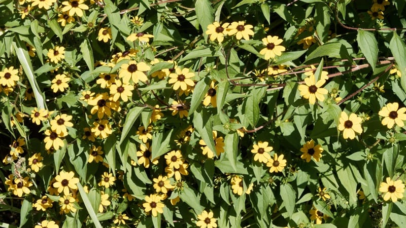 Suzanne aux yeux noirs : plante grimpante à fleurs orange