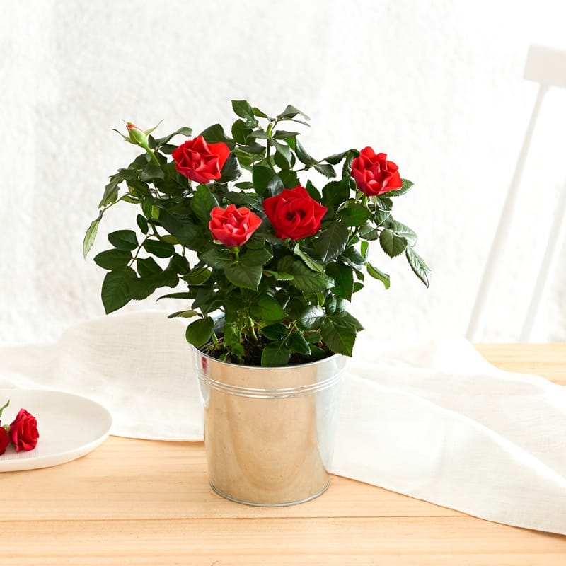 Rosier : plante grimpante fleurie rouge