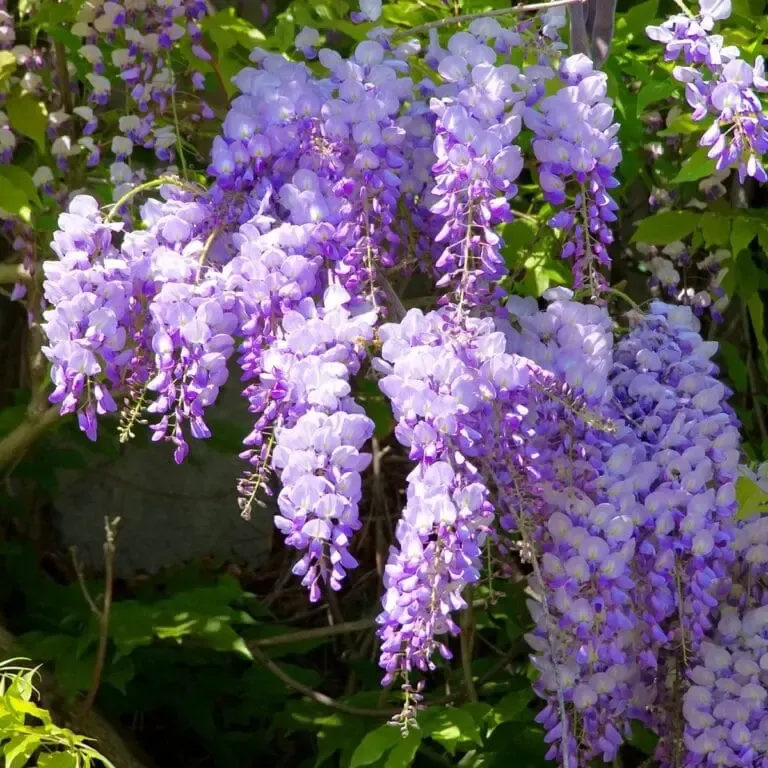 Glycine : plante grimpante fleurie