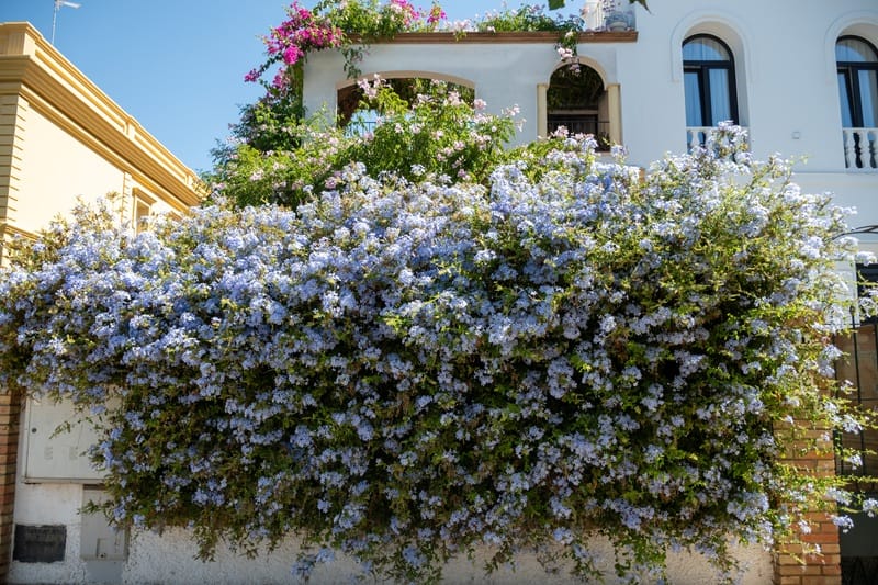 Plumbago fleuri devant une maison : plante grimpante à fleurs bleues