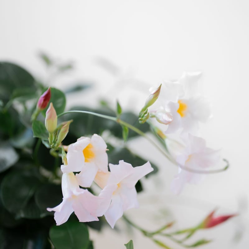 Fleurs et feuilles de dipladenia blanc