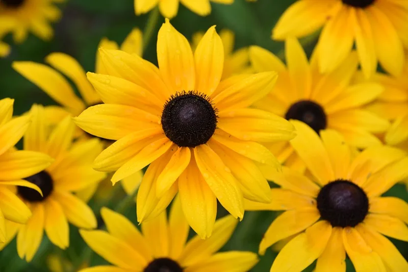 Rudbeckia : fleur jaune vivace d'été