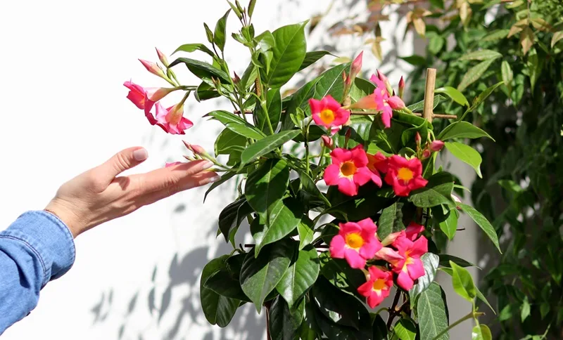 Main tendue vers un dipladenia rose