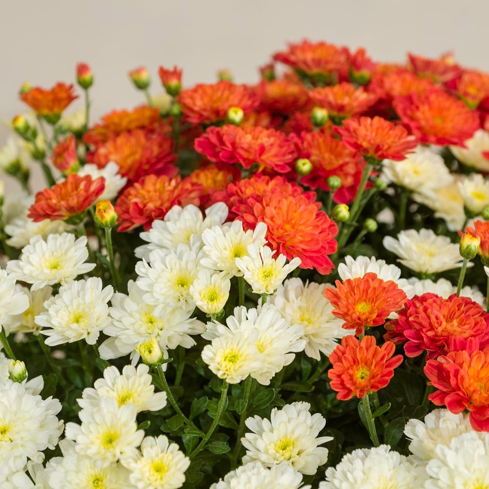 Chrysanthèmes blancs et orange