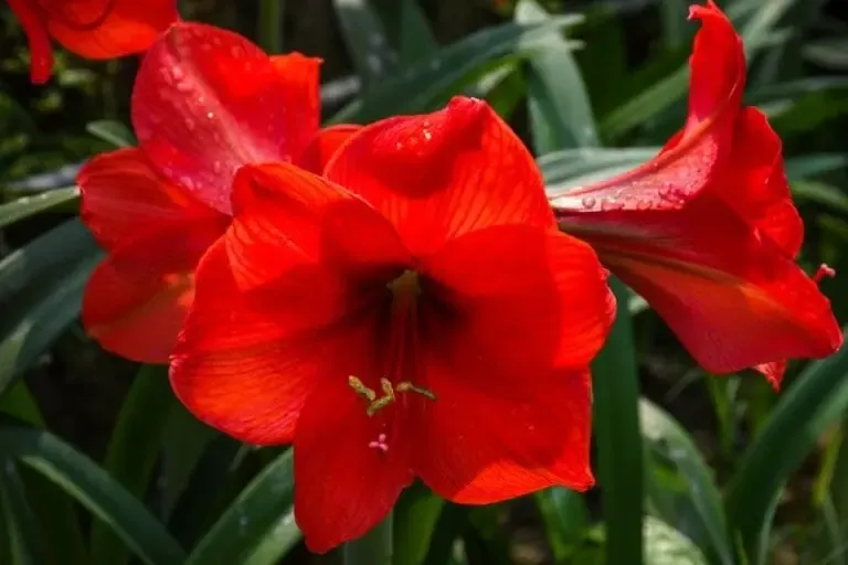 amaryllis ferrari